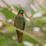 Brazilian Ruby - Braziliaanse Robijnkolibrie - Colibri rubis-meraude (m)