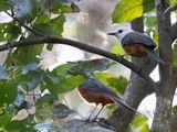 White-headed Robin-Chat - Rands Lawaaimaker - Cossyphe  tte blanche