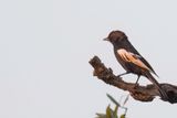 White-winged Black Tit - Rppells Mees - Msange  paulettes