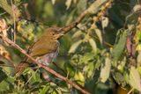 Falkensteins Greenbul - Geelnekbuulbuul - Bulbul de Falkenstein (j)
