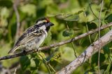 Acacia Pied Barbet - Kaapse Baardvogel - Barbican pie