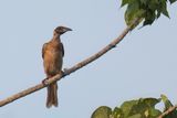 Helmeted Friarbird - Timorhelmlederkop - Polochion casqu