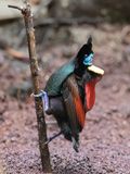 Wilsons Bird-of-paradise - Wilsons Paradijsvogel - Paradisier rpublicain