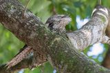 Papuan Frogmouth - Reuzenuilnachtzwaluw - Podarge papou