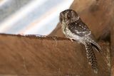 Mountain Owlet-nightjar - Bergdwergnachtzwaluw - gothle montagnard