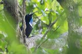 Magnificent Riflebird - Prachtgeweervogel - Paradisier gorge-dacier (m)