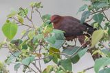 Bar-tailed Cuckoo-Dove - Kleine Gestreepte Koekoeksduif - Phasianelle barre (m)