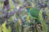 Painted Tiger Parrot - Bruinkoptijgerparkiet - Perruche peinte