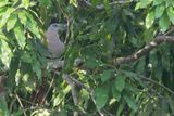 Zoes Imperial Pigeon - Halsbandmuskaatduif - Carpophage de Zo