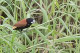 Great-billed Mannikin - Dikbeknon - Grand Capucin