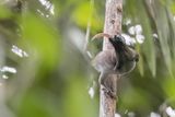 Pale-billed Sicklebill - Bruijns Sikkelsnavel - Paradisier  bec blanc
