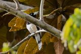 Hooded Butcherbird - Papoeaorgelvogel - Cassican  tte noire