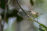 Biak Gerygone - Biakmangrovezanger - Grygone de Biak