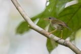 Biak Leaf Warbler - Biakboszanger - Pouillot de Biak