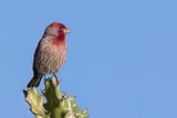 House Finch - Mexicaanse Roodmus - Roselin familier (m)
