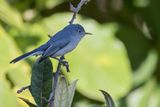 Blue-grey Gnatcatcher - Blauwgrijze Muggenvanger - Gobemoucheron gris-bleu