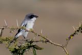 Loggerhead Shrike - Amerikaanse Klapekster - Pie-griche migratrice