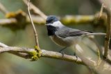 Mexican Chickadee - Grijsflankmees - Msange grise