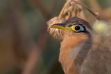Lesser Ground Cuckoo - Lijsterkoekoek - Gocoucou de Lesson