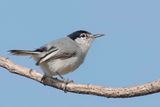 White-lored Gnatcatcher - Witteugelmuggenvanger - Gobemoucheron  face blanche (m)