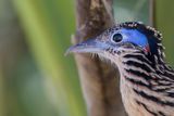 Lesser Roadrunner - Kleine Renkoekoek - Gocoucou vloce