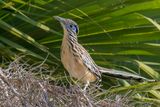 Lesser Roadrunner - Kleine Renkoekoek - Gocoucou vloce