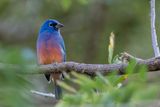 Rose-bellied Bunting - Rozebuikgors - Passerin  ventre rose (m)