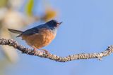 Cinnamon-bellied Flowerpiercer - Mexicaanse Berghoningkruiper - Percefleur cannelle (m)