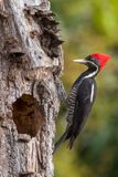 Lineated Woodpecker - Gestreepte Helmspecht - Pic ouentou