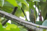 Grey-crowned Woodpecker - Grijskruinspecht - Pic  tte grise (f)