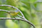 Nashville Warbler - Nashvillezanger - Paruline  joues grises