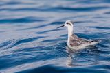 Red-necked Phalarope - Grauwe Franjepoot - Phalarope  bec troit