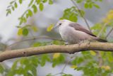 Principe Speirops - Zilverbrilvogel - Zostrops de Princip