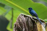 Sao Tome Paradise Flycatcher - So-Tomparadijsmonarch - Tchitrec de Sao Tom (m)