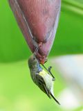 Newtons Sunbird - Geelborsthoningzuiger - Souimanga de Newton (m)