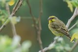 Yellow-fronted Canary - Mozambiquesijs - Serin du Mozambique