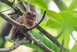 Sao Tome Scops Owl - Hartlaubs Dwergooruil - Petit-duc de Sao Tom