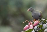 Sao Tome Green Pigeon - So-Tompapegaaiduif - Colombar de Sao Tom