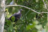 Sao Tome Olive Pigeon - So-Tomolijfduif - Pigeon de Sao Tom