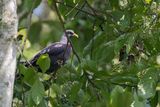Sao Tome Olive Pigeon - So-Tomolijfduif - Pigeon de Sao Tom