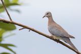 Laughing Dove - Palmtortel - Tourterelle maille
