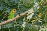 Red-headed Lovebird - Roodmaskeragapornis - Insparable  tte rouge