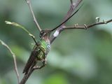 Sword-billed Hummingbird - Zwaardkolibrie - Colibri porte-pe (f)