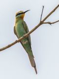 Blue-cheeked Bee-eater - Groene Bijeneter - Gupier de Perse