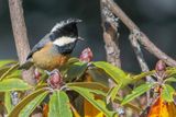 Rufous-vented Tit - Roodbuikmees - Msange cul-roux