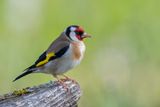 European Goldfinch - Putter - Chardonneret lgant