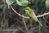 Asian Green Bee-eater - Aziatische Kleine Groene Bijeneter - Gupier dOrient