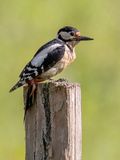 Great Spotted Woodpecker - Grote Bonte Specht - Pic peiche (f)