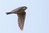 Preusss Cliff Swallow - Preuss Klifzwaluw - Hirondelle de Preuss