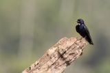 White-bibbed Swallow - Zwarte Zwaluw - Hirondelle  bavette